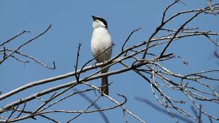 Loggerhead Shrike singing [upl. by Jami]