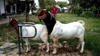 Big Boer Goat Farming  Boer Goat Farm in Village [upl. by Abraham879]