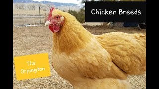 BUFF ORPINGTON CHICKEN  All about the breed [upl. by Acebber]