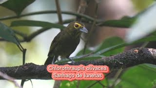 O canto do Sanhaço de lunetas  Chlorothraupis olivacea [upl. by Budding]