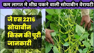 Js 2216 soybean  soybean ki new variety  जे एस 2216 सोयाबीन किस्म  2024 new soybean variety [upl. by Carilla]