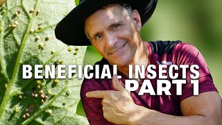 4 Herbs That Attract The Aphidius Wasp  Your Gardens Secret Weapon Against Aphids  Pt 1 in Series [upl. by Edge]