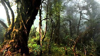 The Deep Dark and Dense Forest of India  Arunachal Pradesh  Bompu Camp [upl. by Mozart477]