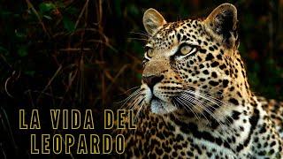 El SECRETO de los 🐾Leopardos  Mini Documental [upl. by Lanos]