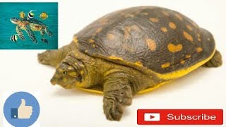 How to care Indian flapshell Turtle video in HindiUrdu [upl. by Yenettirb764]