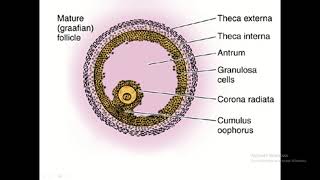 The Ovarian Follicle Journey  From Primordial to Graafian [upl. by Seebeck]