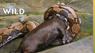 Feeding a Reticulated Python  Secrets of the Zoo Down Under [upl. by Alegna]