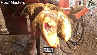 How to Treat a Cows Hoof Abscess A StepbyStep Guide1 hooftrimming [upl. by Eednac]