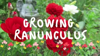 How to Grow RANUNCULUS [upl. by Eelimaj]