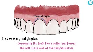 Parts Of Gingiva Easy [upl. by Mukul325]