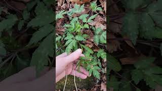 Fernleaf phacelia Phacelia bipinnatifida working on flowering [upl. by Eirruc]