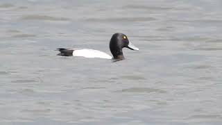 Lesser Scaup Marshside RSPB 29522 [upl. by Allyce]