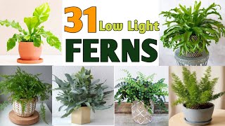 32 Low Light Fern Plant Species  Best Indoor Fern Plant Varieties  Plant and Planting [upl. by Wallford]