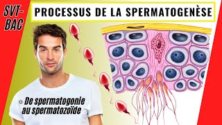 La spermatogenèse comment se forment les spermatozoïdes [upl. by Waylen]