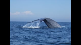 Blue Whale close encounter Newport Harbor California [upl. by Starinsky]