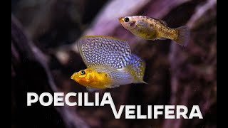 Wild type Poecilia velifera  Sailfin molly  showing its impressive sail [upl. by Eziechiele960]