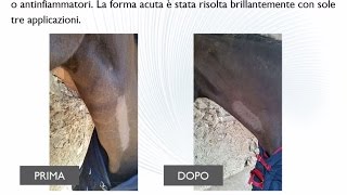 Liebelei cavallo con flebite acuta della vena giugulare sinistra [upl. by Acima]