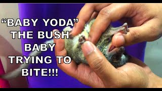 Baby Yoda The Bush Baby Trying To Bite [upl. by Driskill]