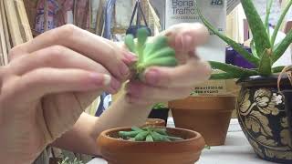 Pruning Etiolated Succulents  Leaf And Stem Propogation [upl. by Uzzia776]