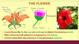 Anatomy of Flowering Plants in Tamil  Part 2  NCERT Line by line  TB 2025 [upl. by Asiul]