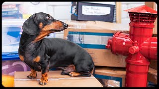 Moving 3 Times is as Bad as a Fire Funny dachshund dog video [upl. by Omissam]