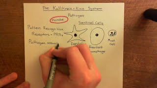 The KallikreinKinin System Part 1 [upl. by Immot958]