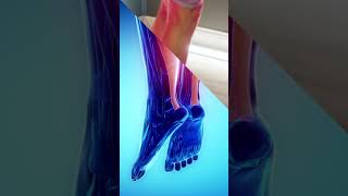 Strengthen Your Achilles Tendon With This Exercise [upl. by Mccafferty]