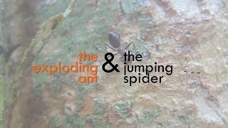 CRAZY BEAUTIFUL NATURE Exploding ants Colobopsis amp jumping spider mimic Myrmarachne [upl. by Eidnac]