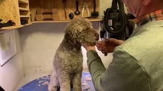 Lagotto Romagnolo klip  Lagotto grooming [upl. by Rebak691]