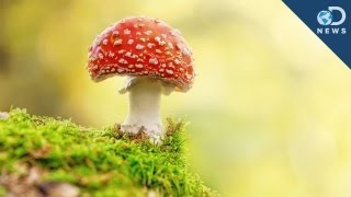 Could Psychedelic Shrooms Treat Depression [upl. by Roede730]