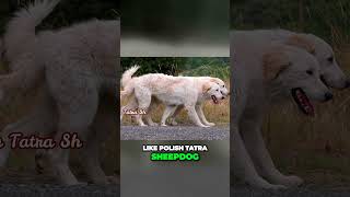 Meet the Maremma Sheepdog  Ancient Livestock Guardian [upl. by Rotsen]