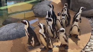 Penguin exhibit opens at Cameron Park Zoo in Waco [upl. by Idnyc]