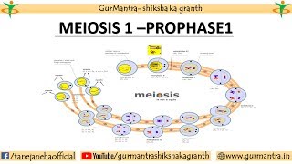 PROPHASE 1 OF MEIOSIS 1  LEPTOTENE  ZYGOTENE  PACHYTENE  DIPLOTENE  DIAKINESIS [upl. by Ailel880]