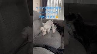 ソファを懸命に掘るミニチュアシュナウザーが可愛いすぎたpuppy ミニチュアシュナウザー dog 犬のいる生活 ＃多頭飼い [upl. by Honna]