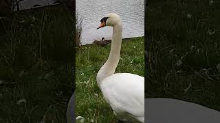 Baby Swan Signets have grown MASSIVELY since the last video please see description 2m [upl. by Bernstein]