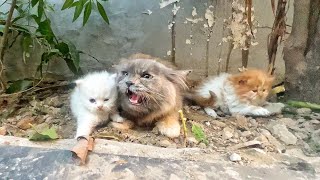 Angry Mother cat protects her Kittens and doesnt let anyone approach them [upl. by Gram]