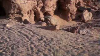 Spurred tortoise in Sahara Desert [upl. by Stutsman76]