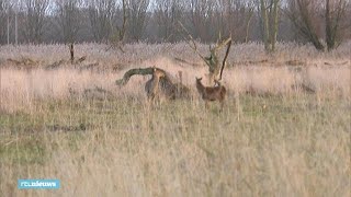 Eerste herten Oostvaardersplassen afgeschoten  RTL NIEUWS [upl. by Spiegleman]