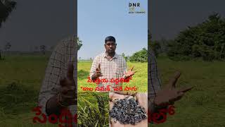 కాల నమక్ వరి సాగు సేంద్రియ పద్ధతి Buddha seedDNR Agri Farming [upl. by Jule798]