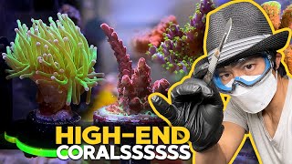 Fragging RISKY corals 150 GMK Zoa Adding more SPS Maxima Clam Top Shelf Aquatics Unboxing [upl. by Gibbons]