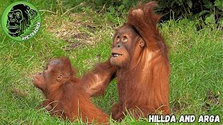 Big Trouble As Mom Stops Baby Orangutan Play Fight [upl. by Cinimmod]