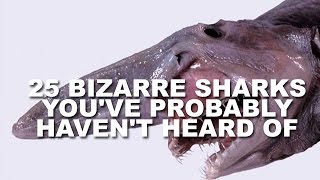 25 Weird Sharks You Never Heard Of [upl. by Eanel]