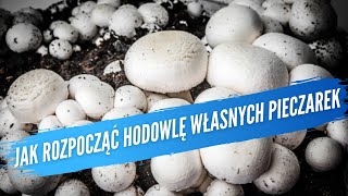 Jak rozpocząć hodowlę własnych pieczarek Uprawa pieczarki How to growing your own mushrooms 19 [upl. by Onibag]