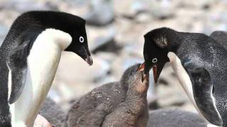 Péninsula Antarctica  Baby Adelie Penguins [upl. by Harret]