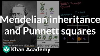 Mendelian inheritance and Punnett squares  High school biology  Khan Academy [upl. by Hsiwhem393]