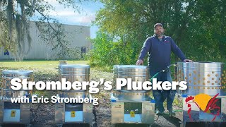 Strombergs Pluckers [upl. by Etnauj]