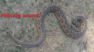 Russells viper snake Hissing sound [upl. by Kara-Lynn]