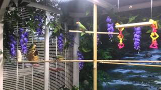 indoor aviary lady gouidians finches [upl. by Fanchet]