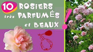 10 ROSIERS très PARFUMÉS et BEAUX [upl. by Breban]