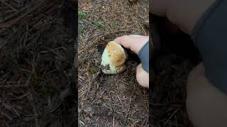 BOLETUS EDULIS SEPTEMBEr 2024 [upl. by Ahern]